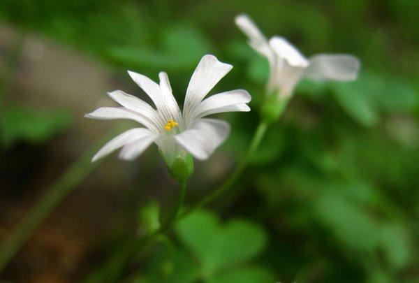 变异的白花酢浆草