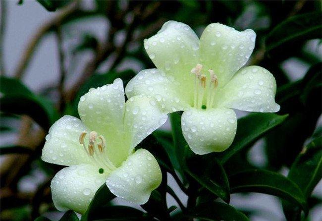 雨后非洲茉莉