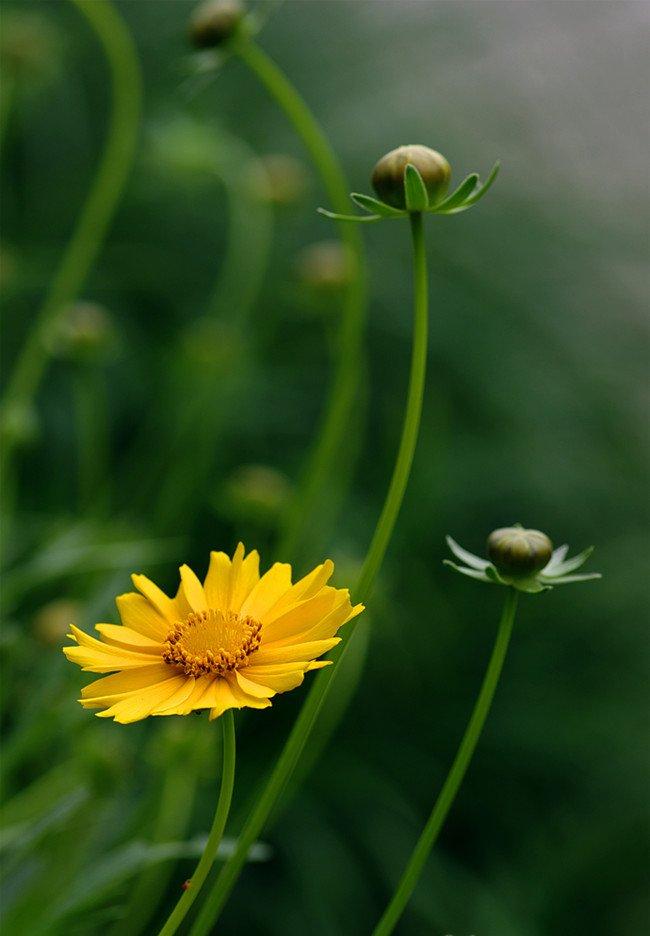 “入侵”的大花金鸡菊