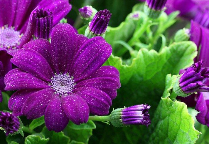 活泼的紫红瓜叶菊
