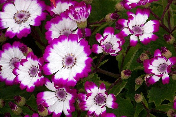 活泼的紫红瓜叶菊