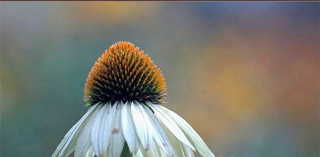 白花松果菊