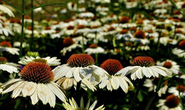 白花松果菊——白色天空