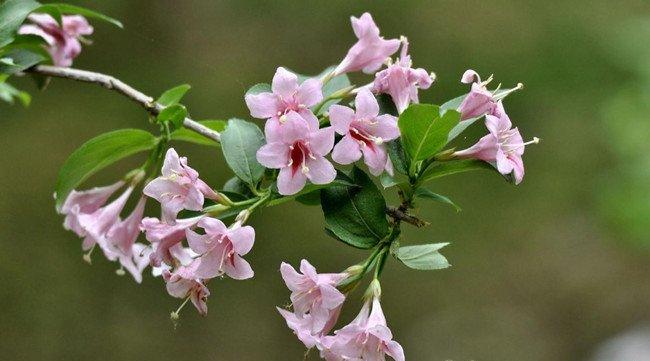 海仙花，锦带花