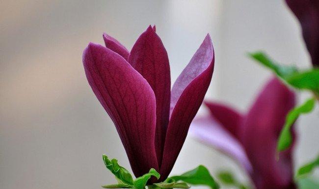 深色紫玉兰