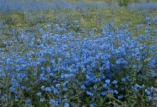 倒提壶花丛