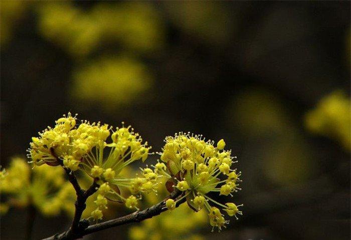 山茱萸开花