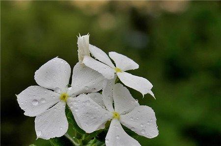 长春花开花欣赏