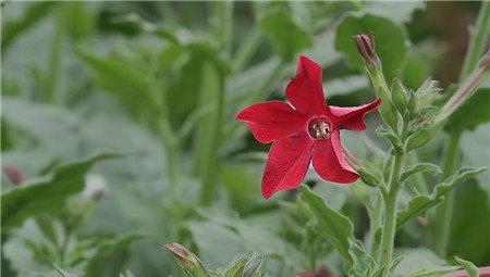 花烟草开花欣赏