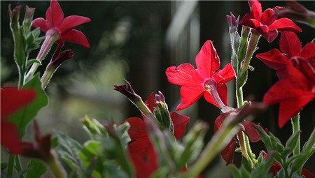 花烟草开花欣赏