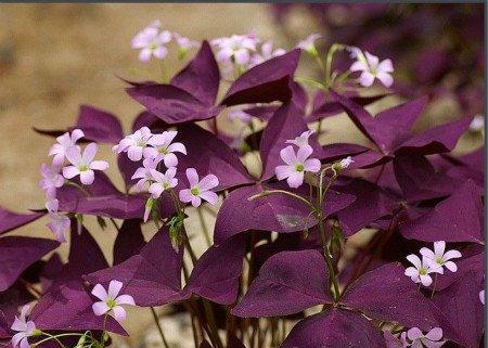 紫叶酢浆草虫害的防治措施