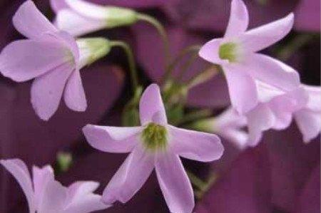 紫叶酢浆草的常见虫害