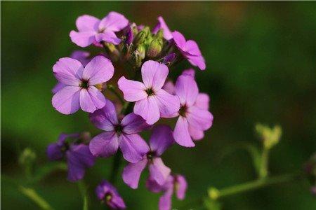 蓝香芥