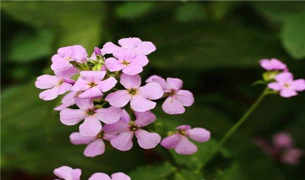 蓝香芥的花语和文化寓意