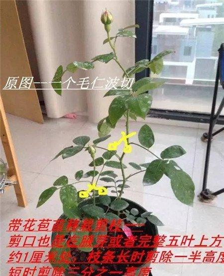 带花苞的苗移栽剪枝