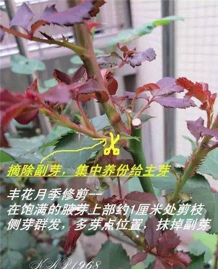 修剪丰花月季