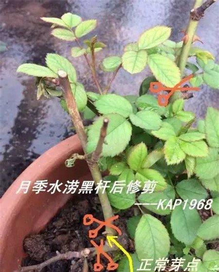 植株修剪