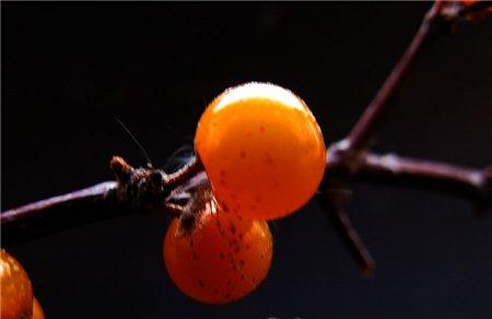 沙棘幼树的造型