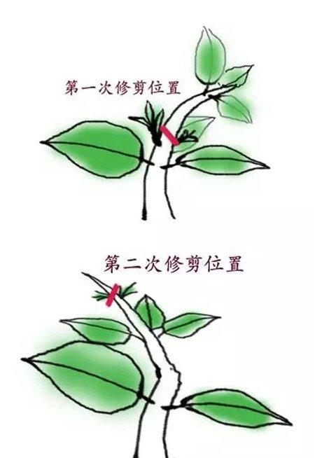 栀子芽口相对