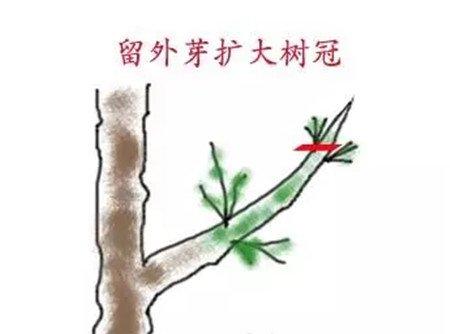 栀子芽口方向