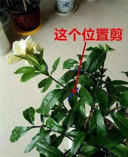 栀子花后剪枝