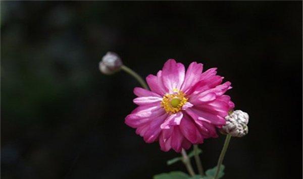 秋牡丹的花语和传说