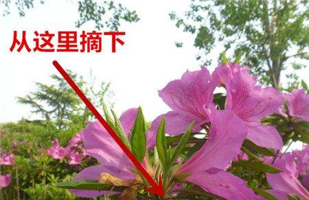 杜鹃剪掉残花和花托