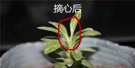 矮牵牛摘心后