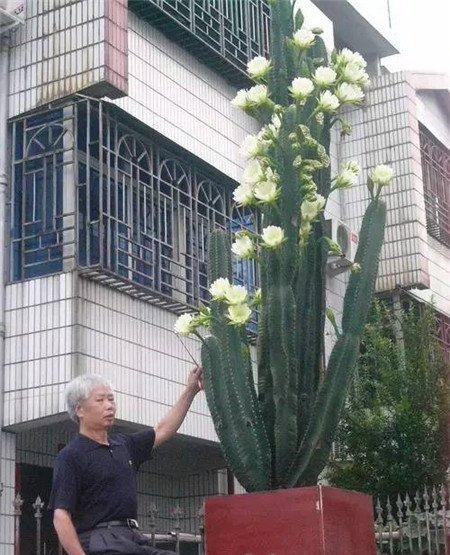 仙人柱开花