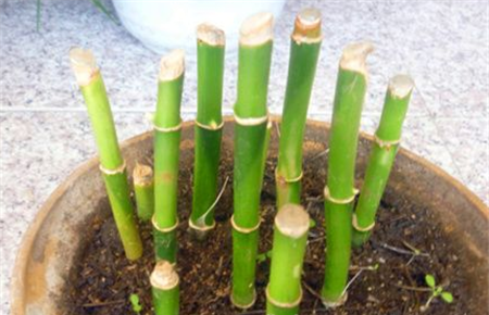富贵竹土培法