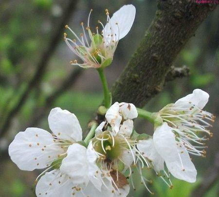 各地著名梨花场地，你知道几个？