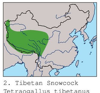 雉科【藏雪鸡】生活习性简介 Tibetan Snowcock图片