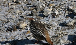 雉科【藏雪鸡】生活习性简介 Tibetan Snowcock图片