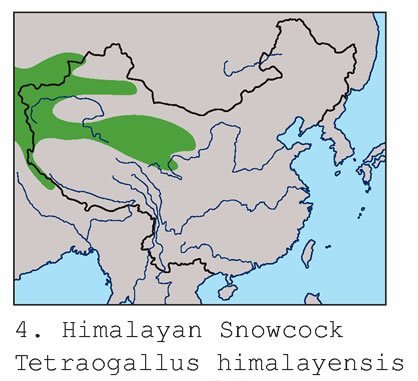 雉科【暗腹雪鸡】生活习性简介 Himalayan Snowcock图片