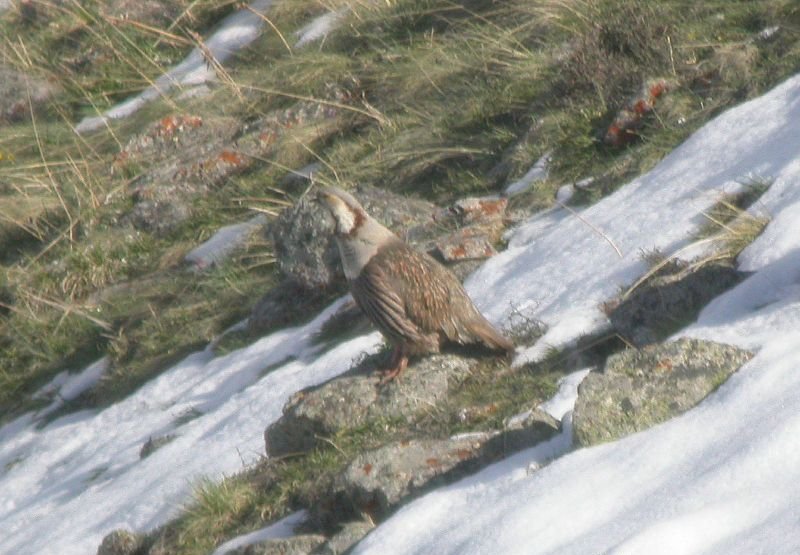 雉科【暗腹雪鸡】生活习性简介 Himalayan Snowcock图片