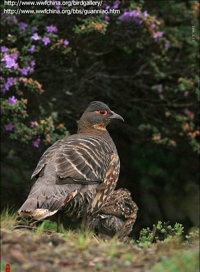 雉科【雉鹑】生活习性简介 Pheasant Grouse图片