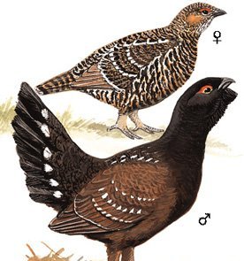 雉科【雉鹑】生活习性简介 Pheasant Grouse图片