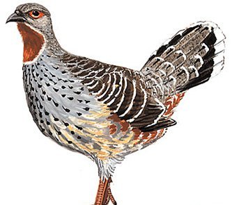 雉科【雉鹑】生活习性简介 Pheasant Grouse图片