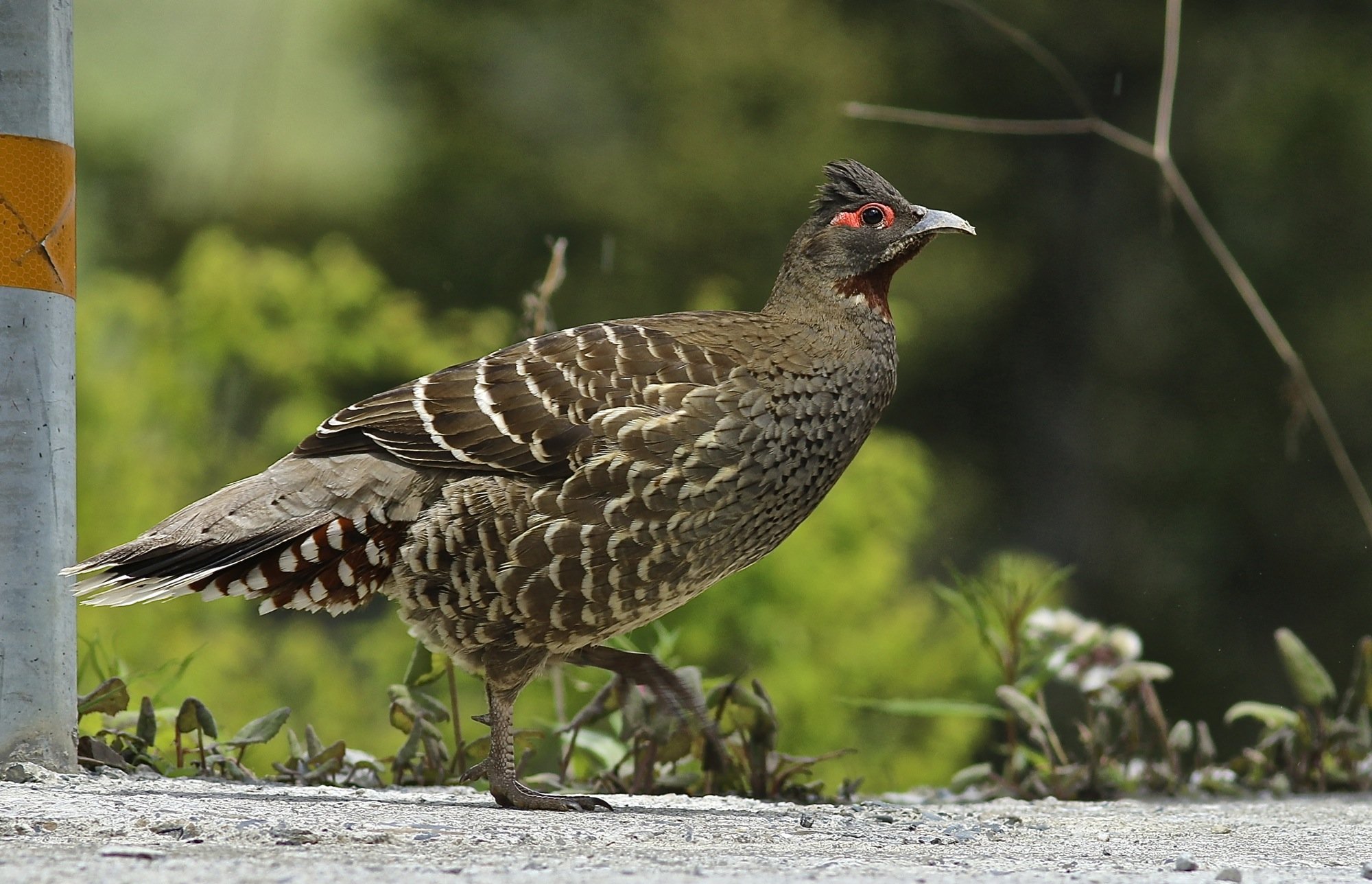 雉科【雉鹑】生活习性简介 Pheasant Grouse图片