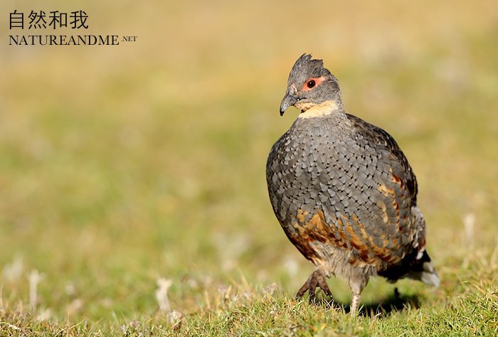 雉科【雉鹑】生活习性简介 Pheasant Grouse图片