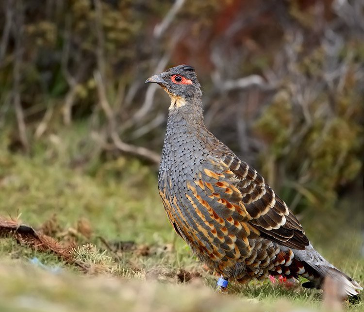 雉科【雉鹑】生活习性简介 Pheasant Grouse图片