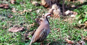 雉科【石鸡 Chukar】生活习性简介 石鸡图片