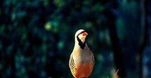 雉科【石鸡 Chukar】生活习性简介 石鸡图片