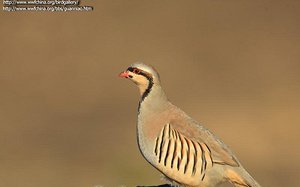 雉科【石鸡 Chukar】生活习性简介 石鸡图片