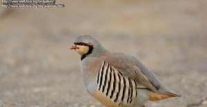 雉科【石鸡 Chukar】生活习性简介 石鸡图片