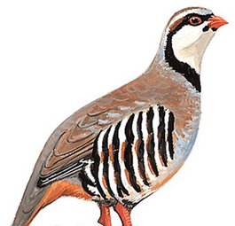 雉科【石鸡 Chukar】生活习性简介 石鸡图片