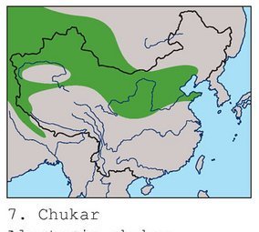 雉科【石鸡 Chukar】生活习性简介 石鸡图片