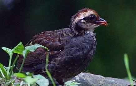 雉科【台湾山鹧鸪 White-throated Hill Partridge】生活习性简介 台湾山鹧鸪图片