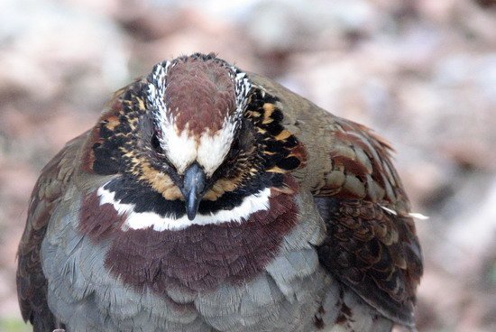 雉科【白颊山鹧鸪 White-cheeked Partridge】生活习性简介 白颊山鹧鸪图片