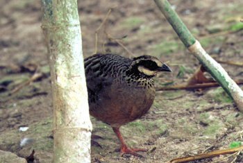 雉科【白颊山鹧鸪 White-cheeked Partridge】生活习性简介 白颊山鹧鸪图片